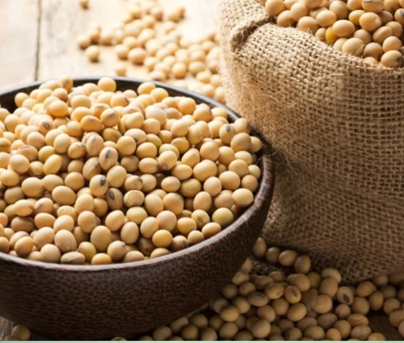 Nebulosidade prolongada prejudica a soja, mas manejo nutricional pode minimizar danos
